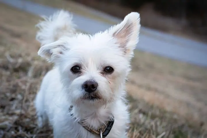 Pic 1 a white miki with cropped ears