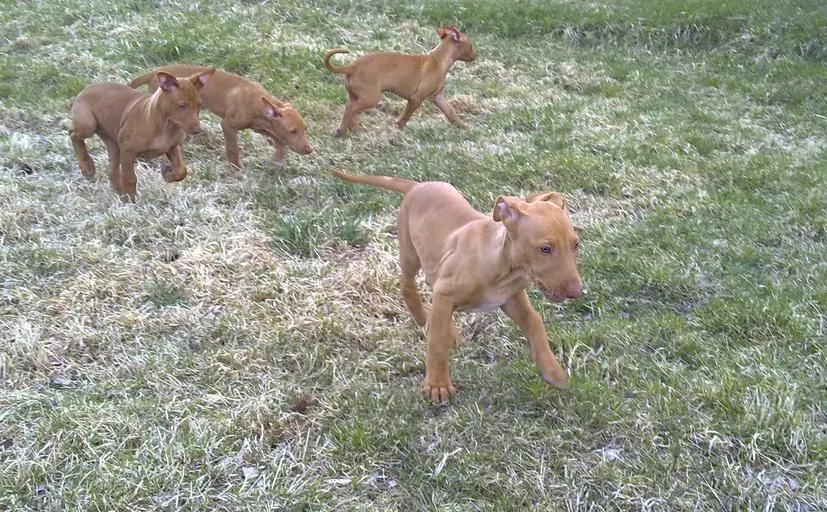 Pic 10 Pharoah Hound Puppies