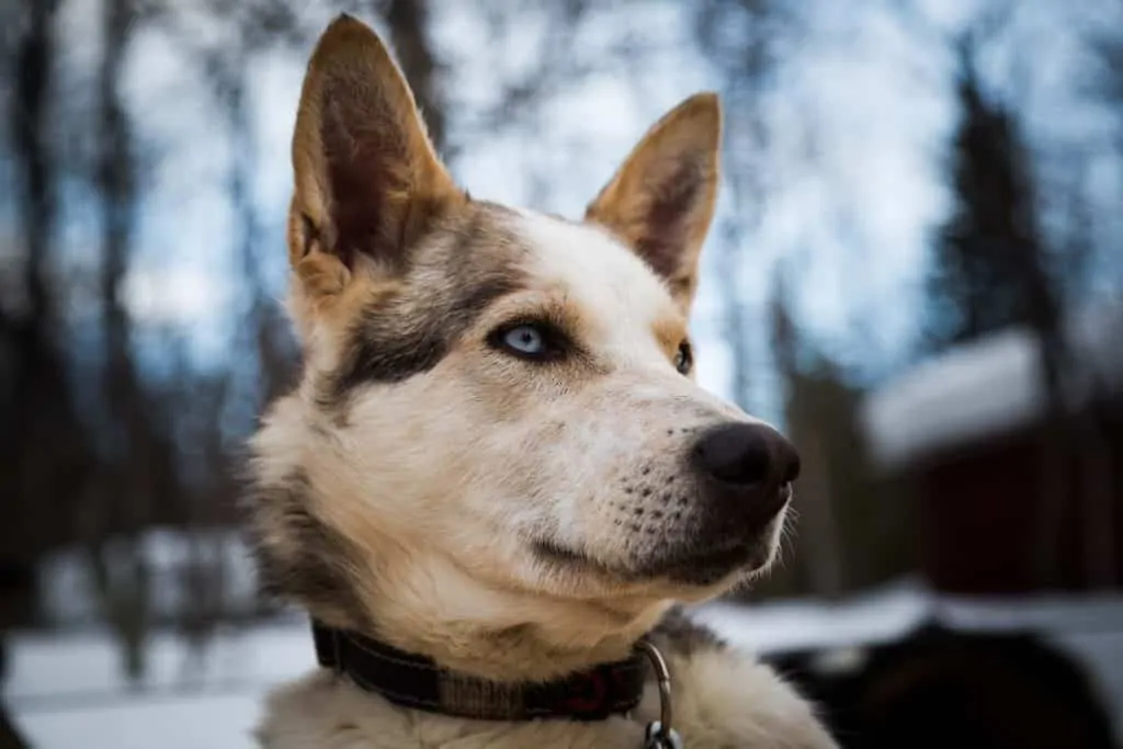 Pic 10 a Husky Lab Mix in snow