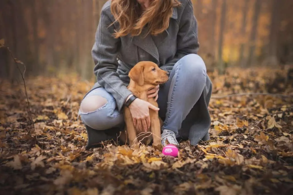 Pic 10 a red lab puppy with his owner