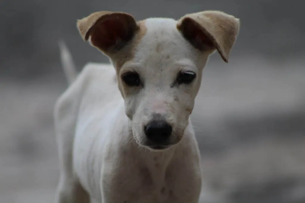 Pic 11 a Jack russel chihuahua