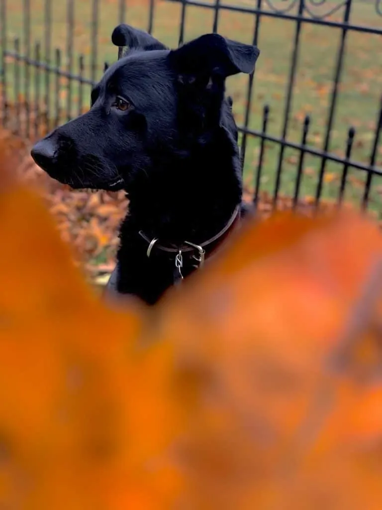 Pic 11 a black sheprador over an oragne leaf