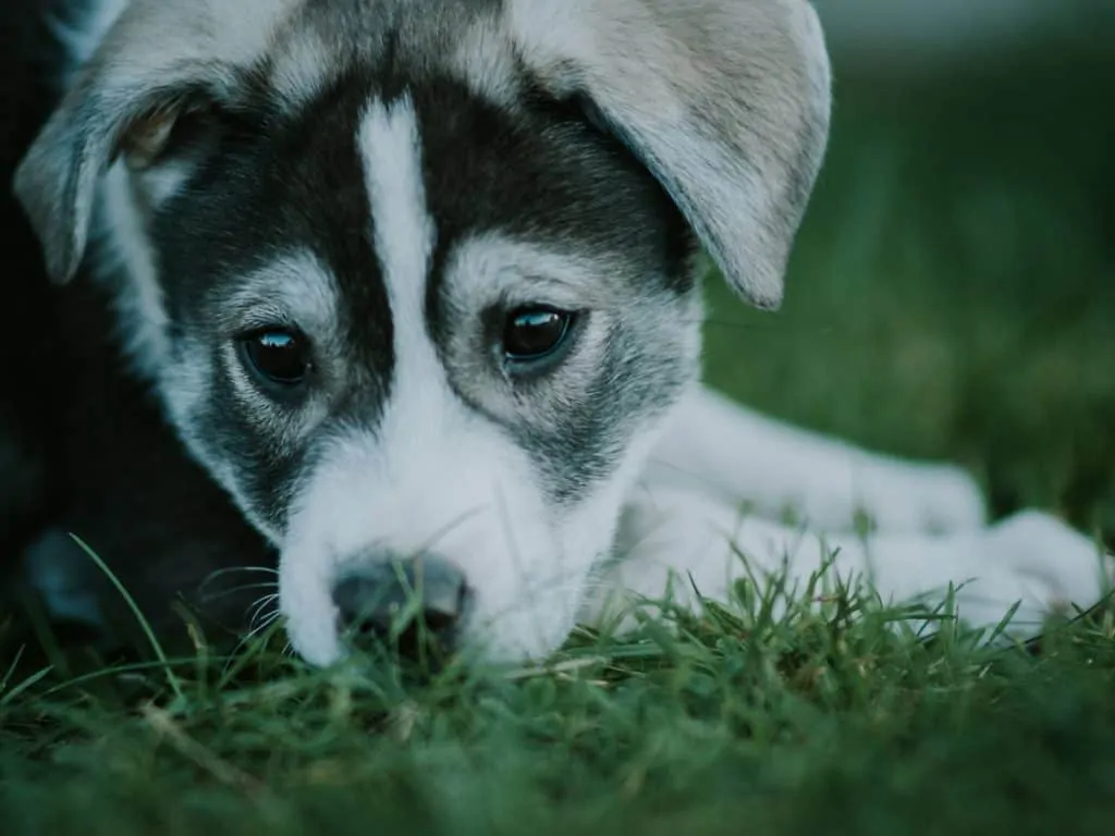 Pic 11 a husky lab mix puppy laying in grass