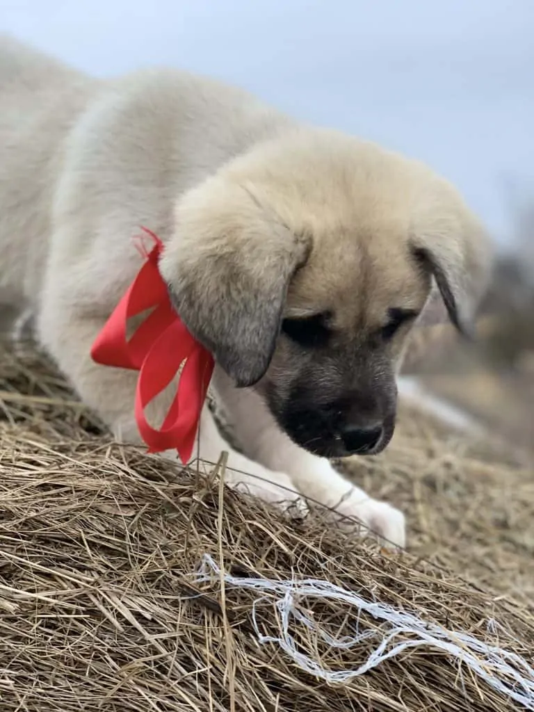 Pic 12 a Sheprador puppy with a red bow