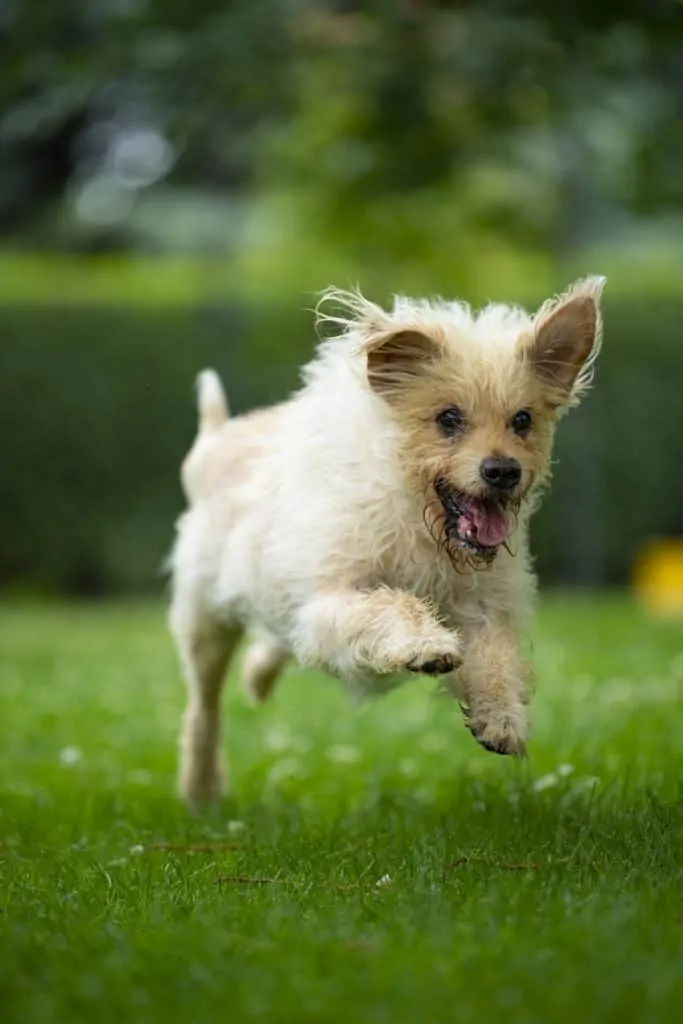 Pic 13 a terrier mix running