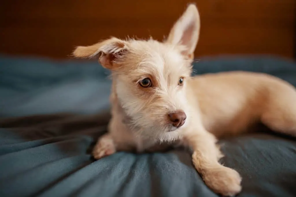 Pic 14 a chi terrier mix in bed