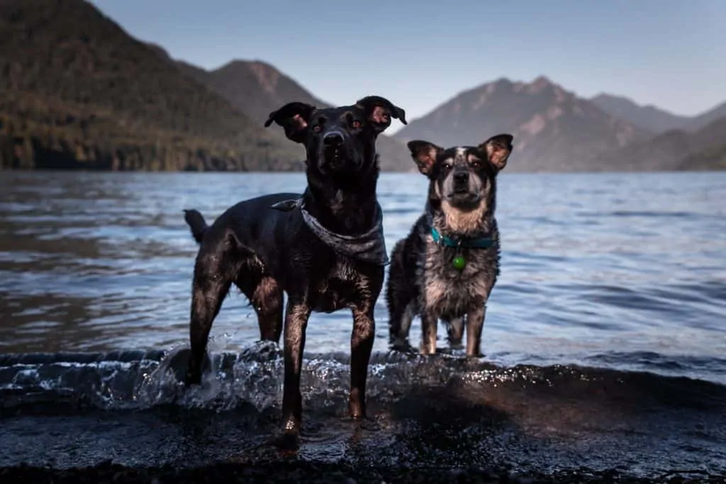 Pic 14 a sheprador with a cattle dog