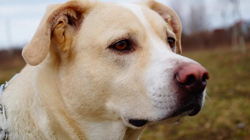 lab husky mix dogs