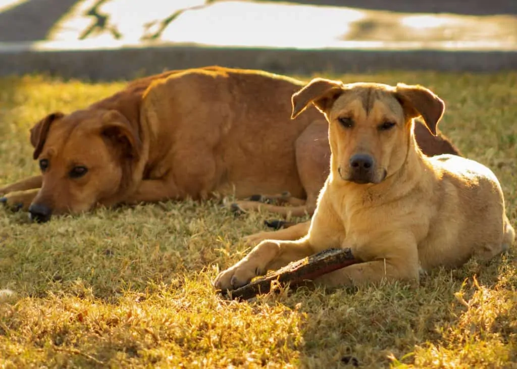 Pic 15 two Shepradors laying outside