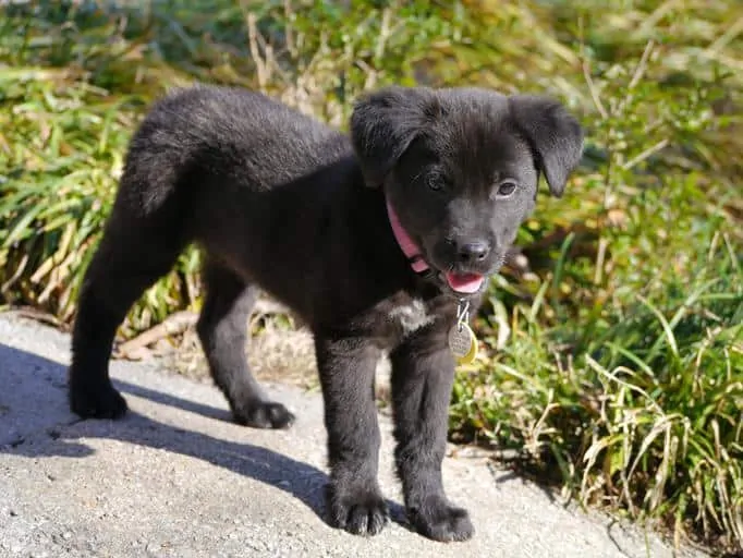 Pic 16 a black labsky puppy