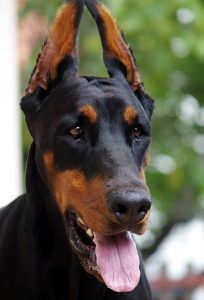 15 Most Beautiful Dog Breeds In the World | Your Dog Advisor