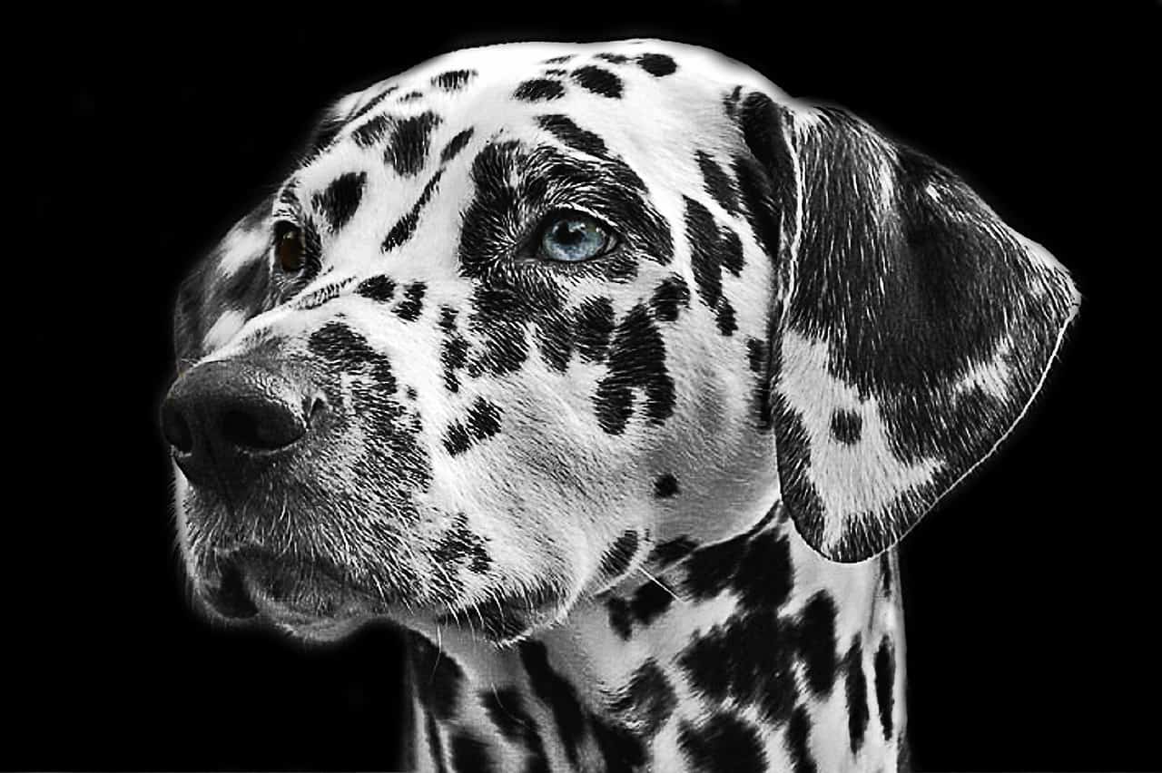 15 Most Beautiful Dog Breeds In the World Your Dog Advisor