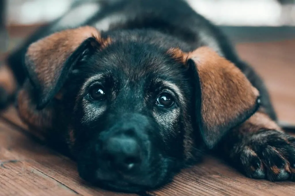 Pic 17 a sheprador puppy laying down