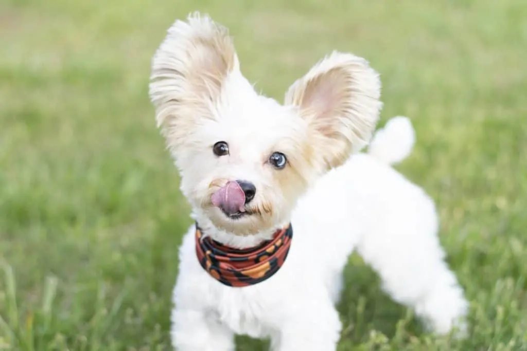 Westie and hot sale chihuahua mix