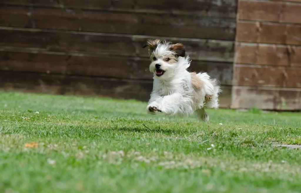 Pic 2 a miki running