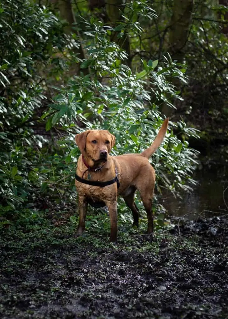 Pic 2 a red fox lab outside