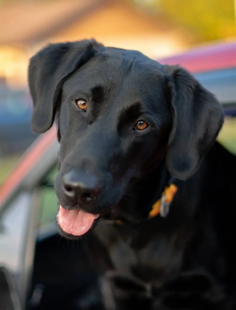 Pic 3 a black lab