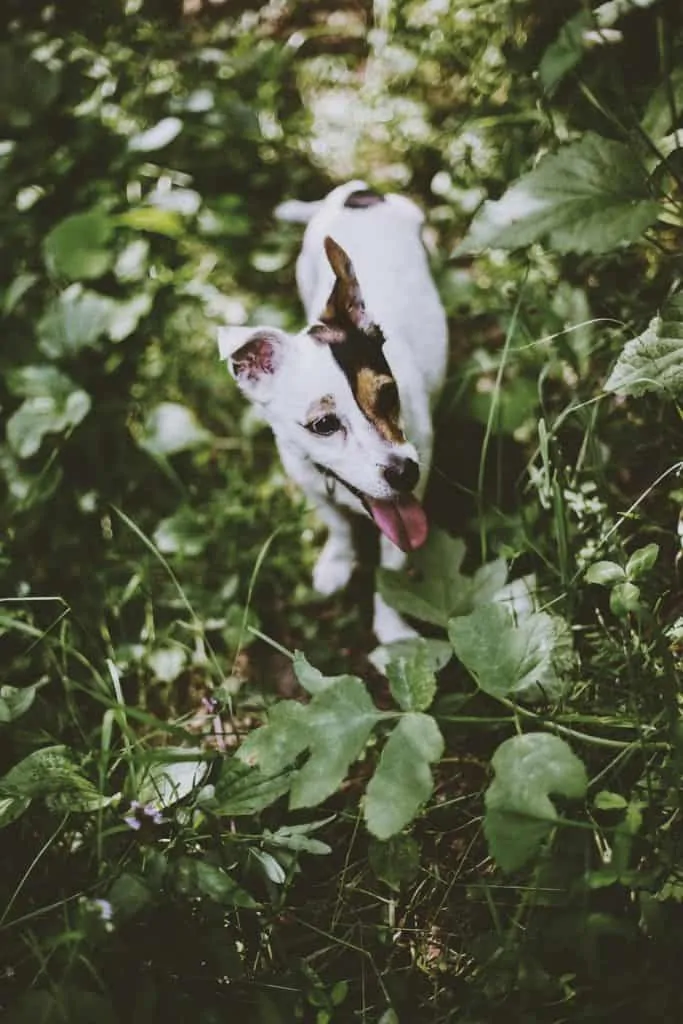 Pic 3 a chihuahua jack russel