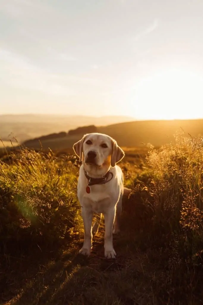 Pic 3 a labrador retriever