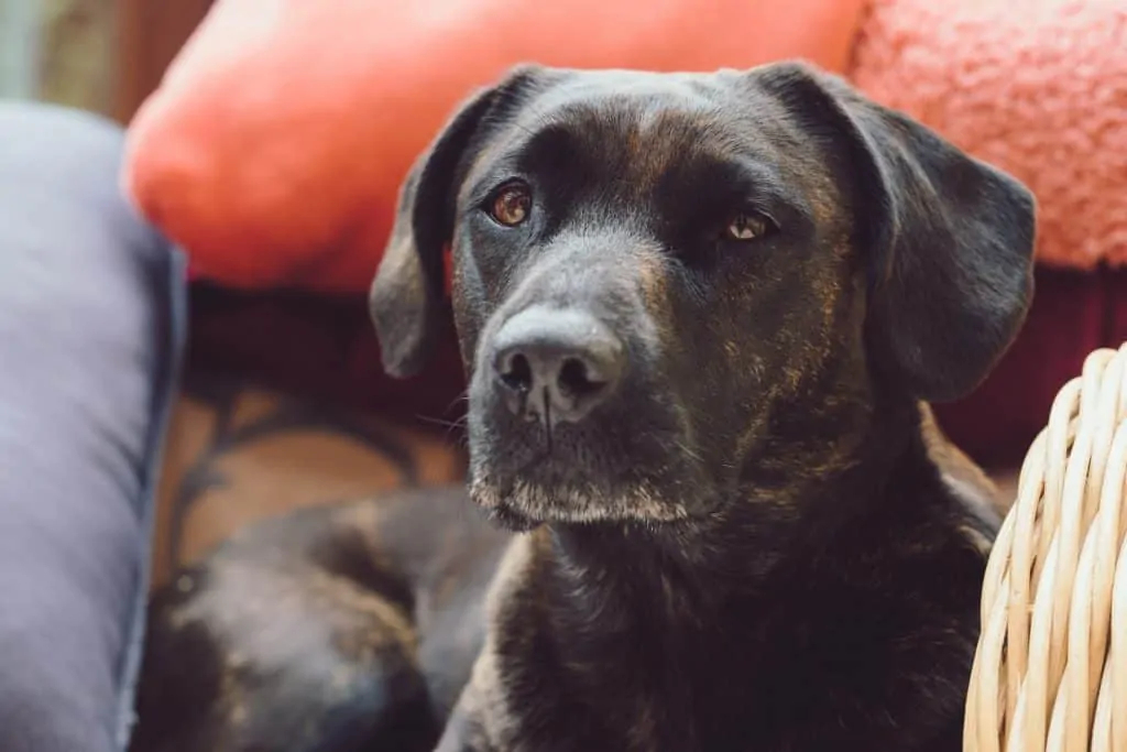 Pic 4 a black and brown sheprador