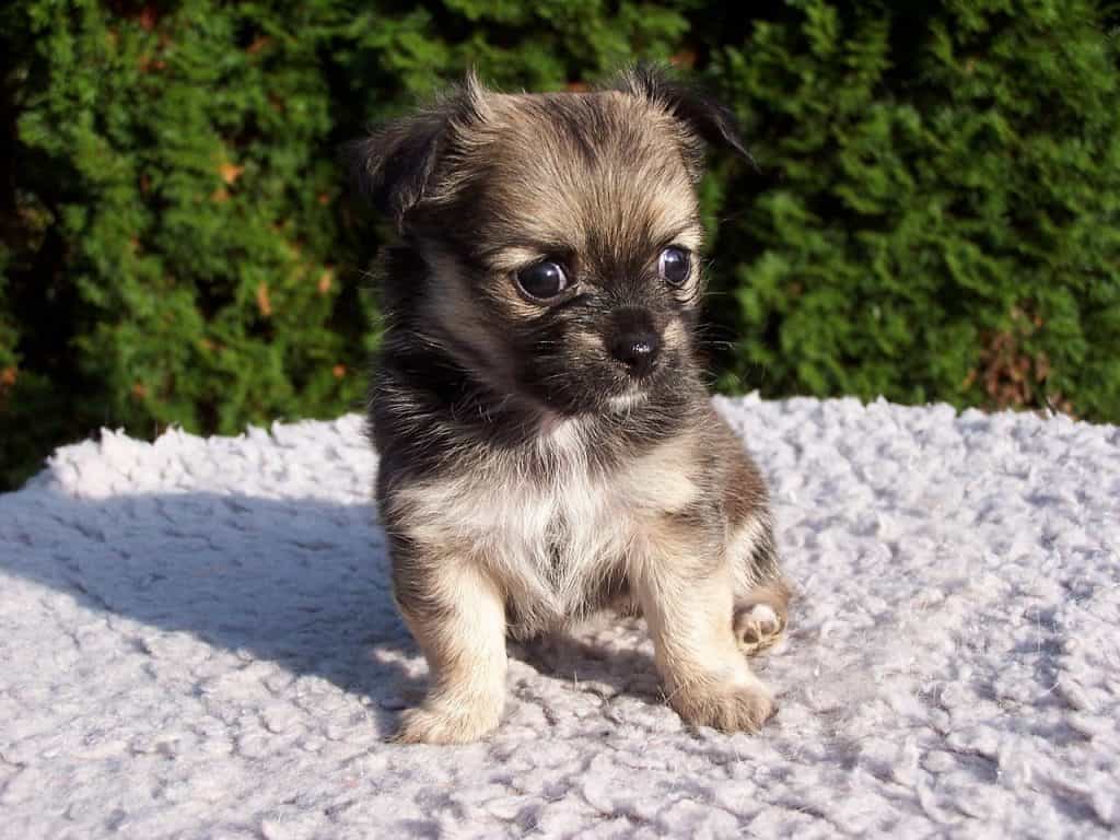 15 Things You Should Know Before Getting A Chihuahua Shih Tzu Mix Your Dog Advisor