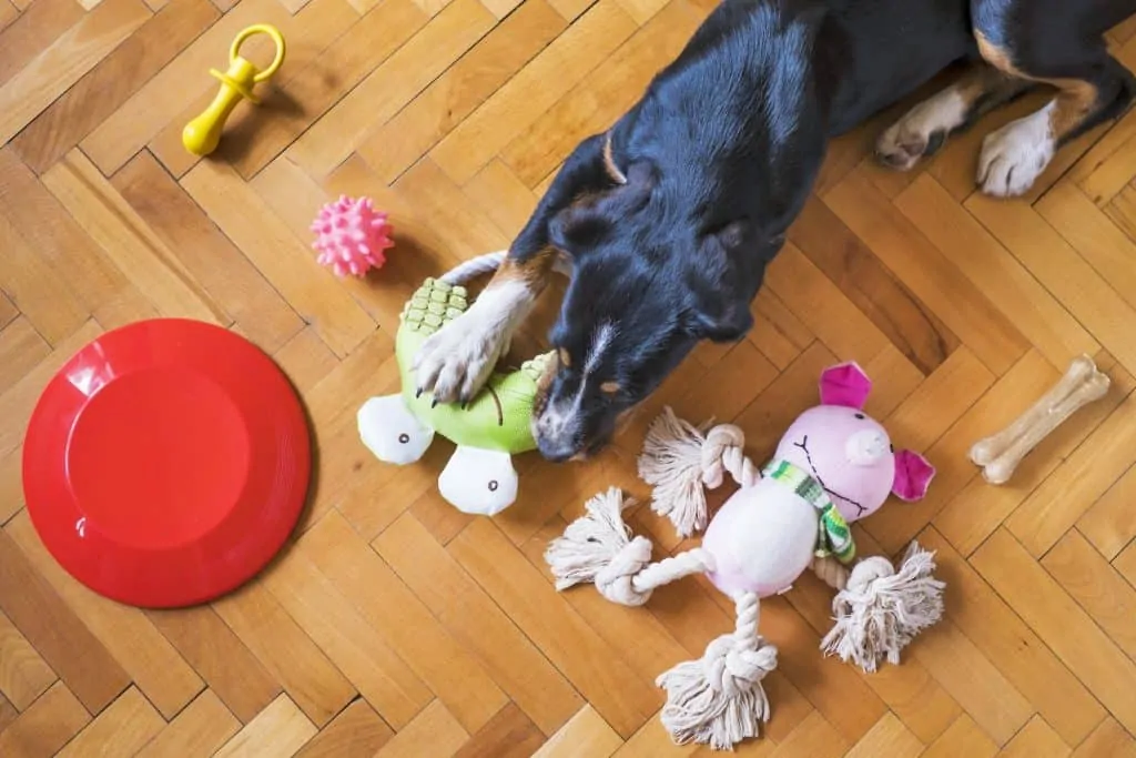 Pic 4 a dog with toys