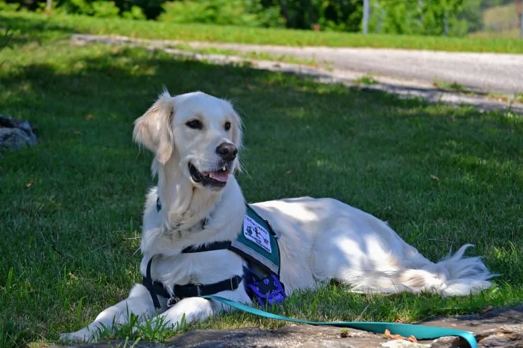 Pic 4 a golden retriever support dog dog