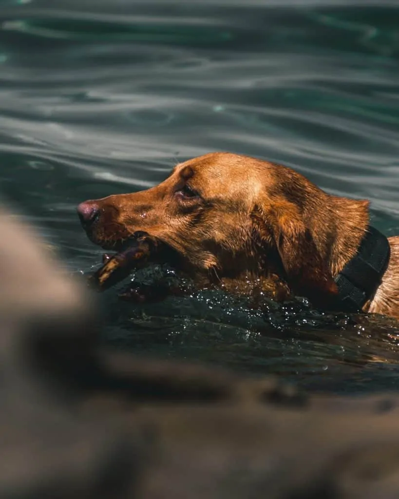 Pic 4 a red fox lab swimming