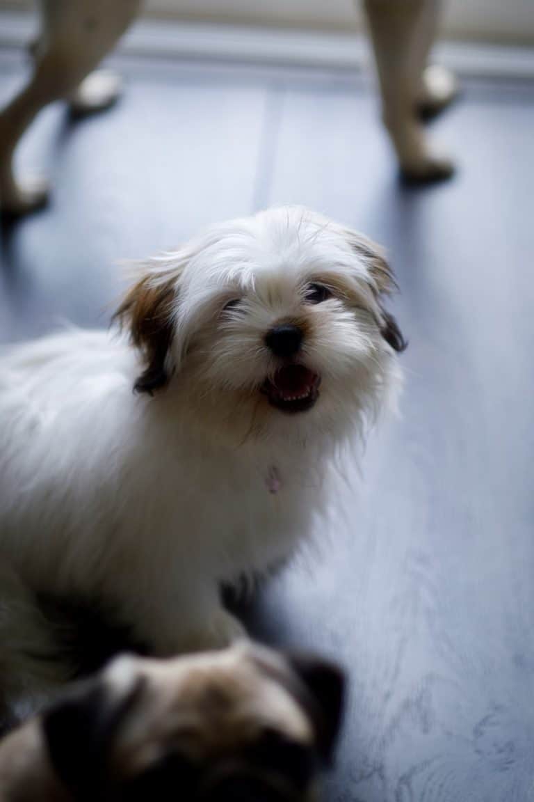 The Miki Dog Your Ultimate Breed Information Guide Your Dog Advisor