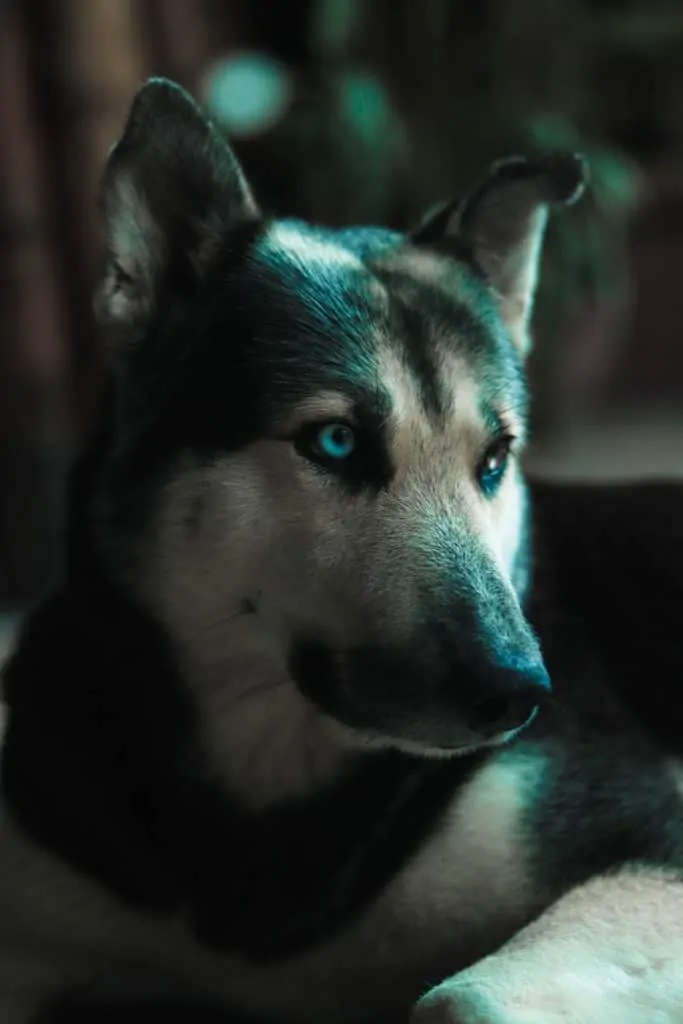 Pic 5 a Husky lab mix with blue eyes