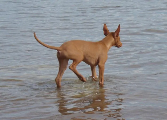 Pic 5 a Pharoah hound in water