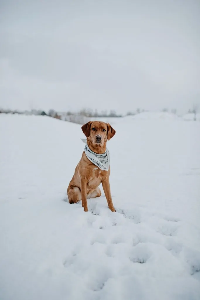 Pic 5 a Red Fox Lab in the snow