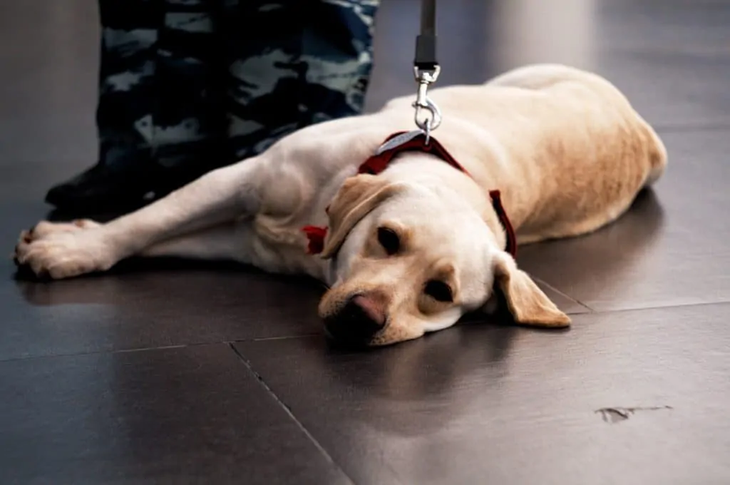 Pic 5 a labrador with a soldier