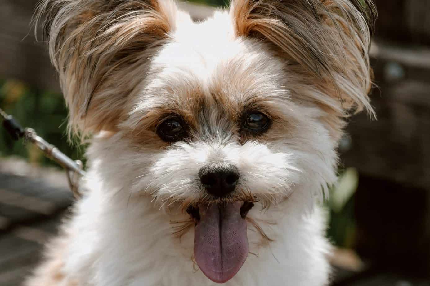 15 Things You Should Know Before Getting A Chihuahua Shih Tzu Mix