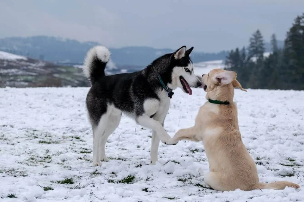 husky lab mix