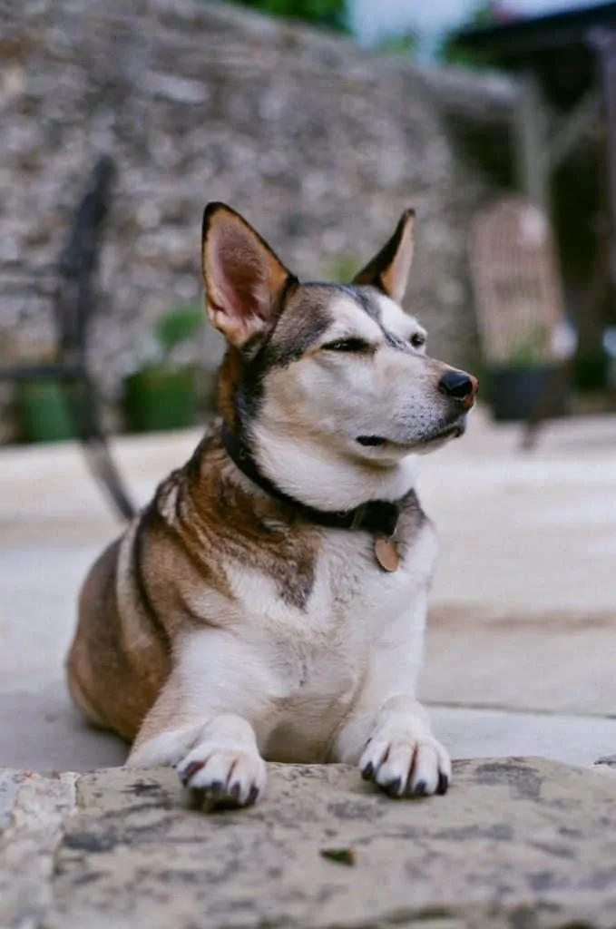 Pic 7 a Husky Lab mix laying outside