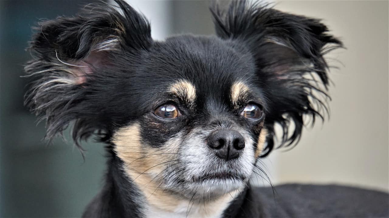 15 Things You Should Know Before Getting A Chihuahua Shih Tzu Mix Your Dog Advisor