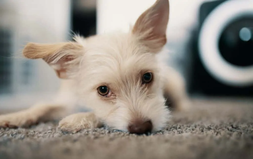 Chihuahua 2024 terrier mix