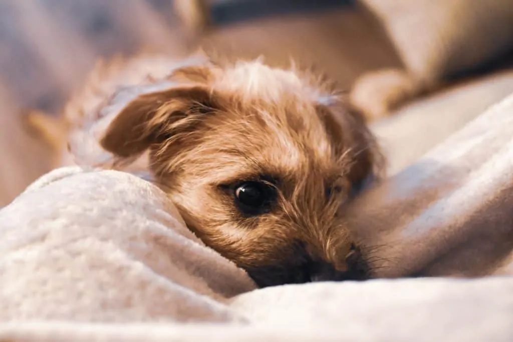 Pic 8 a brown chi terrier laying down