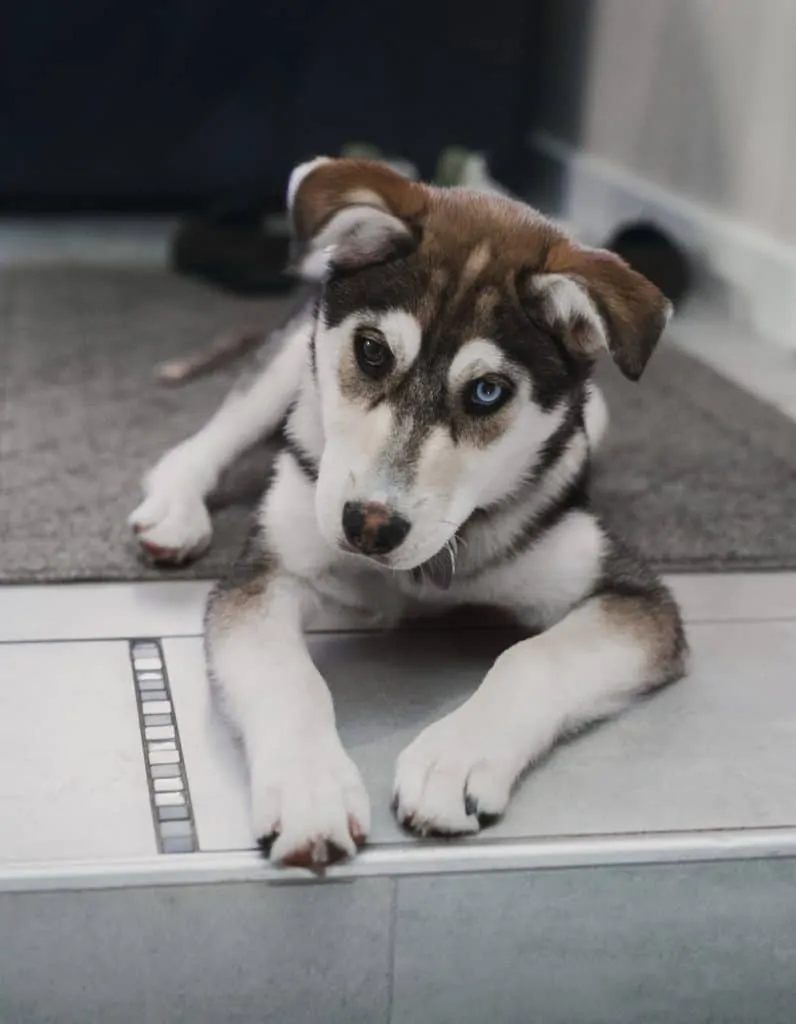 husky brown lab mix