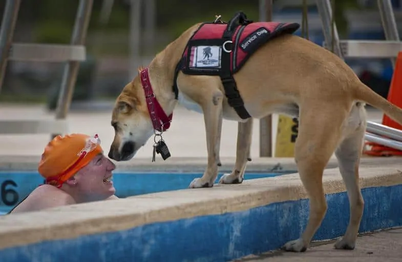 Pic 8 allergy detection dogs