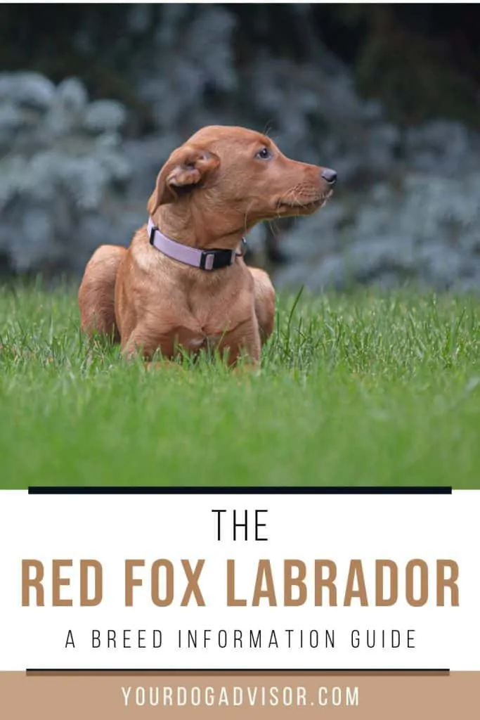 Red Fox Labrador 2