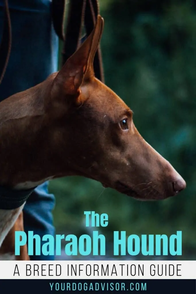 The Pharaoh Hound 1