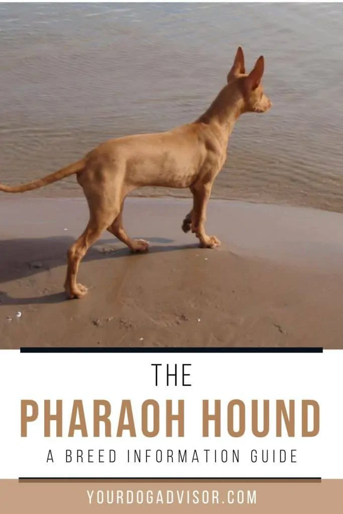 The Pharaoh Hound 2