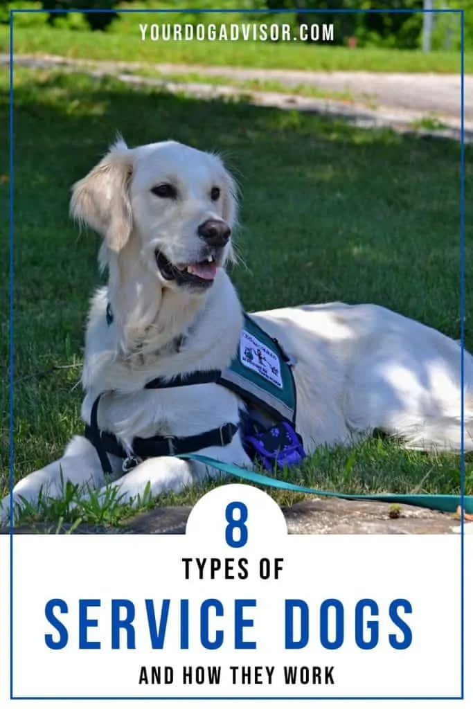 Types of service dogs 2