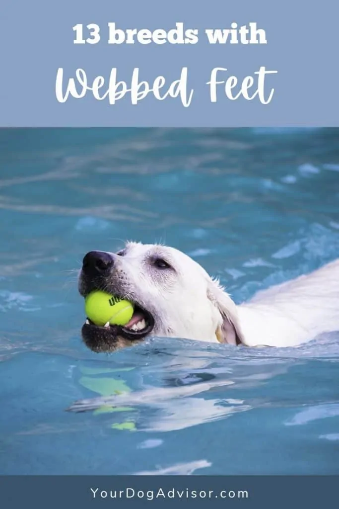 dogs with webbed feet lab swimming