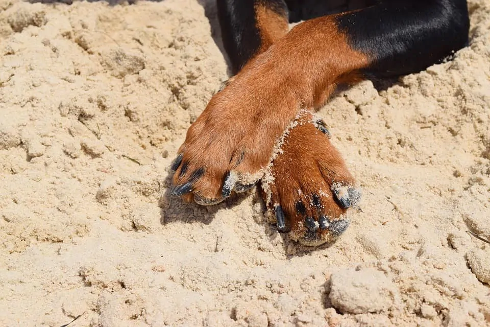 pic 1 patas de perro cruzadas