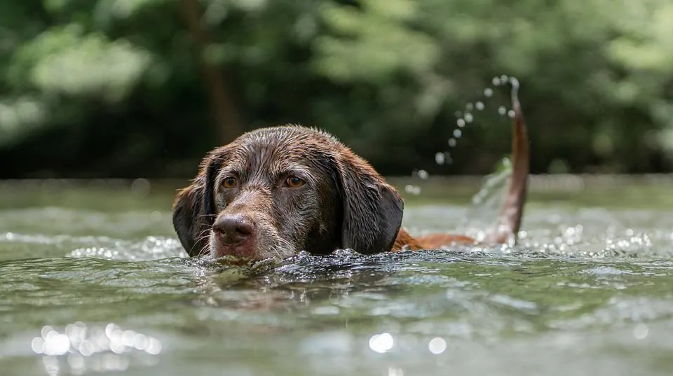 pic 2 lab swimming