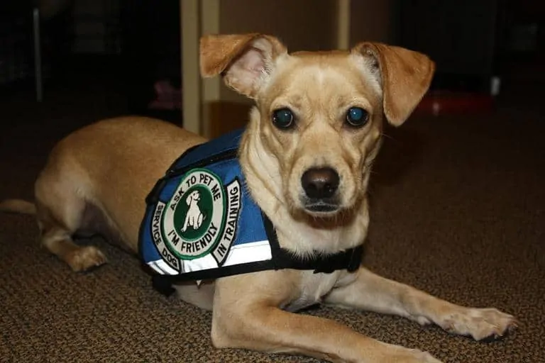 pic 3 a service dog in training