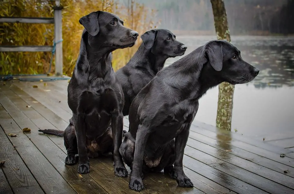 pic 3 labradores en el muelle